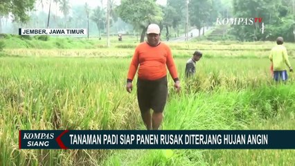 Diterjang Hujan Angin, 10 Hektar Lebih Tanaman Padi Siap Panen di Jember Rusak