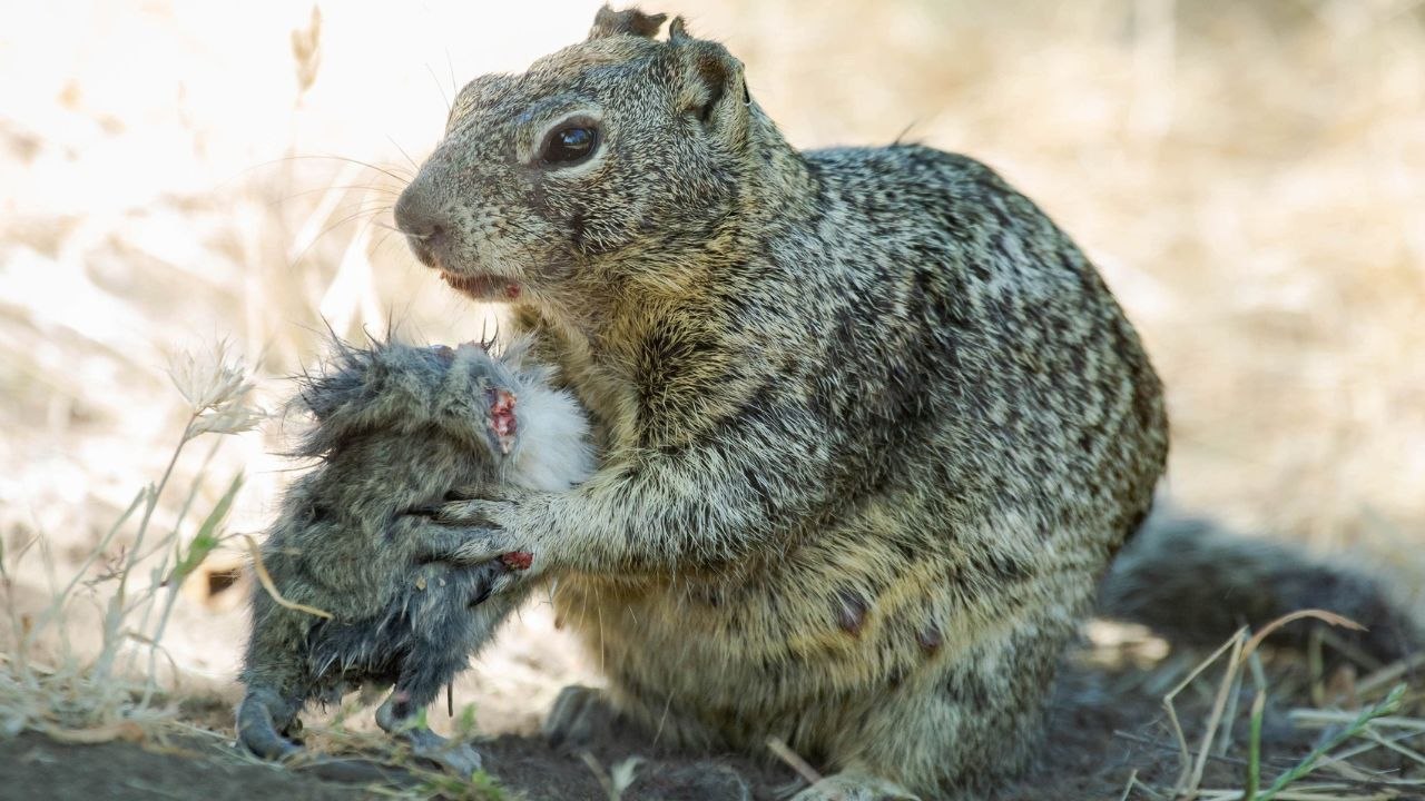 Killer squirrels spotted for first time