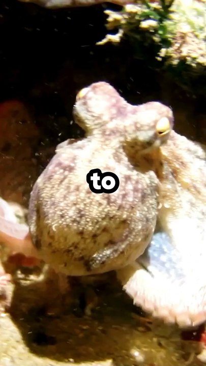 5 mind blowing psychology facts about animals part-5 #facts #interestingfacts #animals #shorts