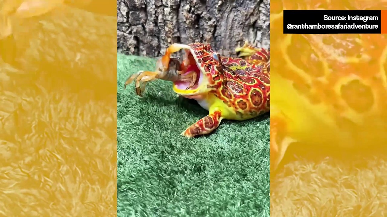 Video paljastaa taistelujen voittajat sammakoiden ja rapujen välillä
