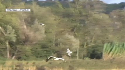 États-Unis: un premier cas grave de grippe aviaire détecté chez un humain