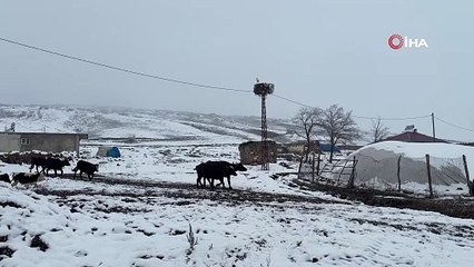 Kar kış umrunda değil! Bu leylek göç etmiyor