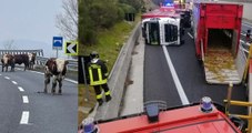 Camion con bestiame si ribalta: morti alcuni bovini, altri feriti o in fuga (19.12.24)