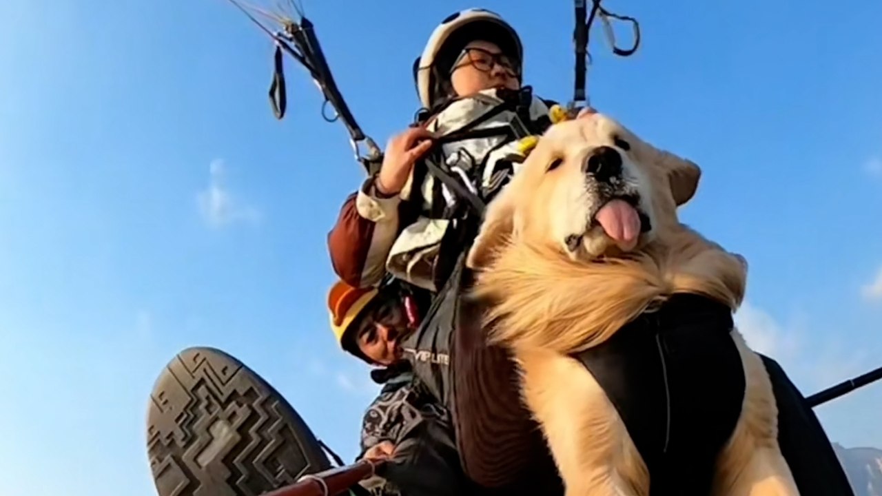 Golden Retriever geht mit Besitzer zum Gleitschirmfliegen