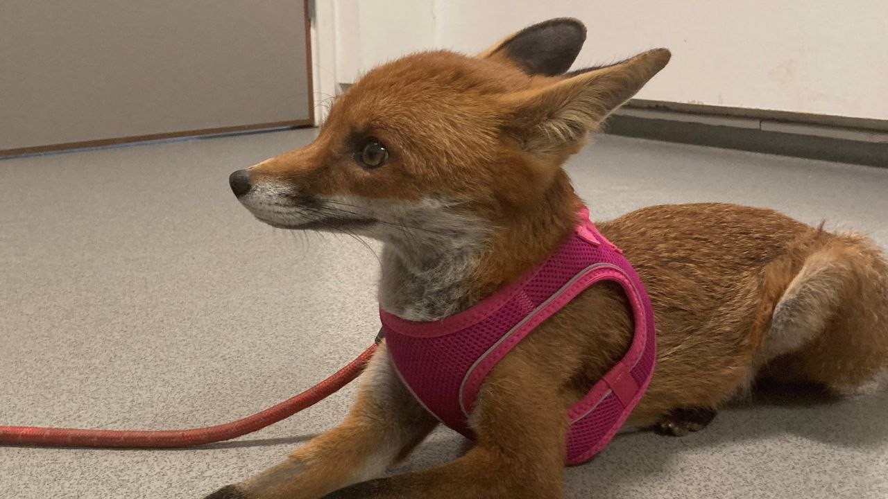 Geretteter Fuchs unterzieht sich in weltweit erster Aktion einer Hirnoperation