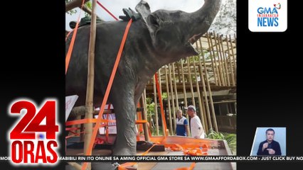 Labi ng elepanteng si Mali, pina-taxidermy | 24 Oras