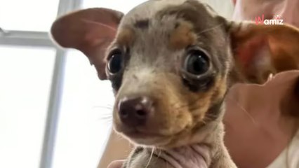 Ce petit chien ressemble à un personnage d’Harry Potter : serez-vous le reconnaître ?