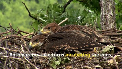 Incredible Eagle Facts, Secrets of the World’s Strongest Birds!