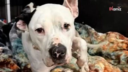 Ce chien abandonné ne réagit pas quand on s'approche : un détail des sauveteurs va tout changer (vidéo)