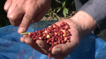 [녹색] 농촌진흥청 "겨울 건강식품 팥...떡·라테로도 즐기세요" / YTN