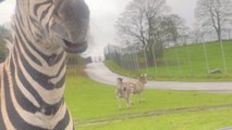 Playful safari moment as zebra entertains tourists with its 'Toothy' response