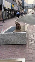 A Tale of Dedication and Perseverance