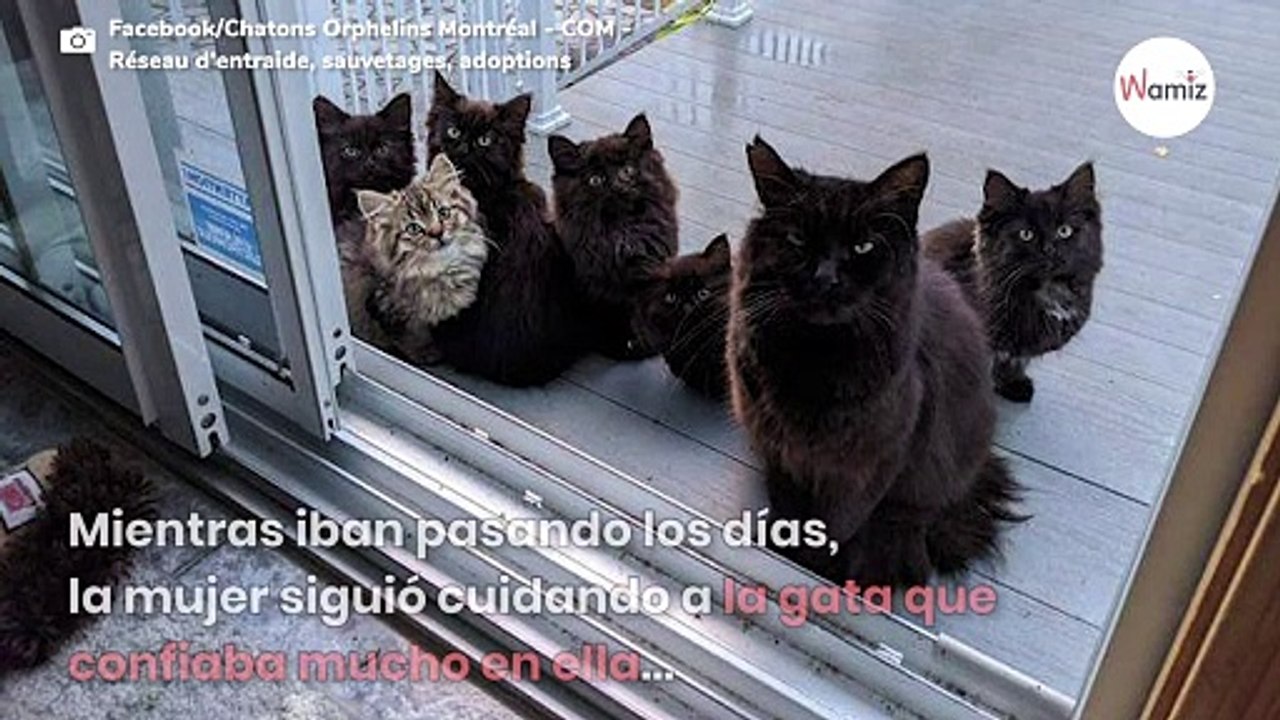 Gata callejera presenta a sus crías a la mujer que la sacó de la calle: el vídeo conquista a todos