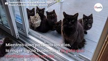 Gata callejera presenta a sus crías a la mujer que la sacó de la calle: el vídeo conquista a todos