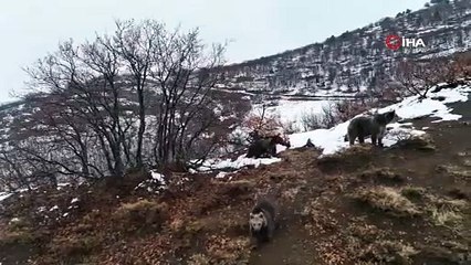 Ayı ailesi doğa fotoğrafçısına poz verdi!