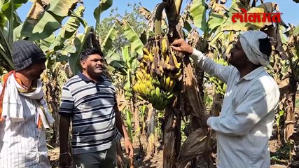 जळगावात हजारो हेक्टर केळी बागांची माती