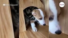 Gato impide que el nuevo corgi de la familia salga de su caseta para enseñarle quién manda de verdad