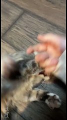 My 5+ year old kitty I found on the highway as a kitten