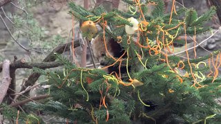 Tiergarten Schönbrunn Weihnachtsüberraschung in luftiger Höhe