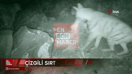 Çizgili sırtlan ve yavruları fotokapana takıldı