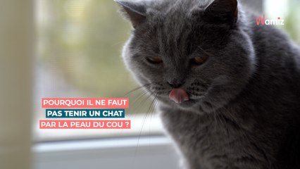 Pourquoi il ne faut pas tenir un chat par la peau du cou ?