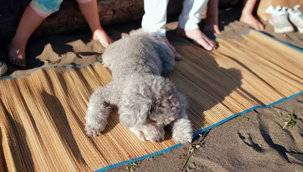meet poodle