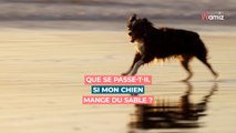 Que se passe-t-il si mon chien mange du sable ?