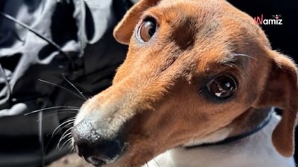 Boule blanche sur l'autoroute au milieu des voitures : ils saluent son réflexe héroïque (vidéo)