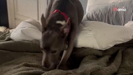 Ce chien a vécu 11 ans au refuge : 67K personnes sont en larmes en le voyant découvrir sa maison pour la vie (vidéo)
