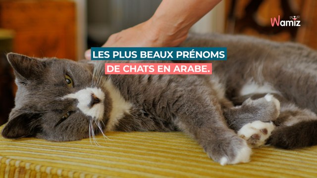 50 noms de chats en arabe : les plus beaux prénoms pour votre matou