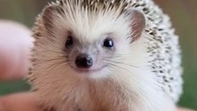 How To Understand Hedgehog Language