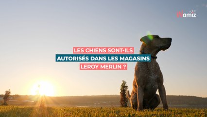 Peut-on aller à Leroy Merlin avec son chien ?
