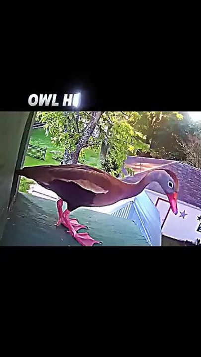 Eagle attitude status #trending