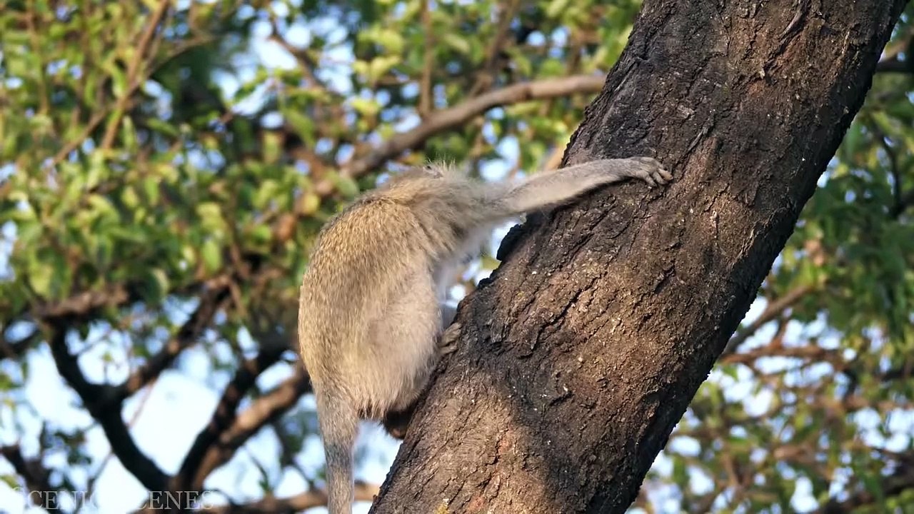 Africa Wildlife In 4K - The Life Of Animals In African Safari ｜ Scenic Relaxation Film