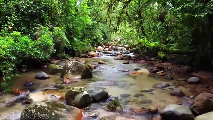 Amazon 4k - The World’s Largest Tropical Rainforest Part 2 ｜ Jungle Sounds ｜ Scenic Relaxation Fil