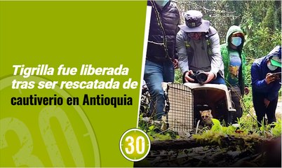 Tigrilla fue liberada tras ser rescatada de cautiverio en Antioquia 
