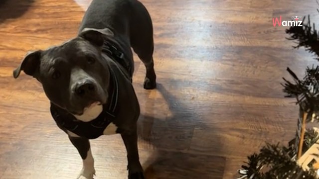 "He may have never seen one before": Abandoned dog sees Christmas tree for first time