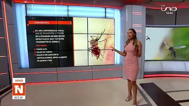 ¿Qué es el Chikunguña y cuáles son sus síntomas?