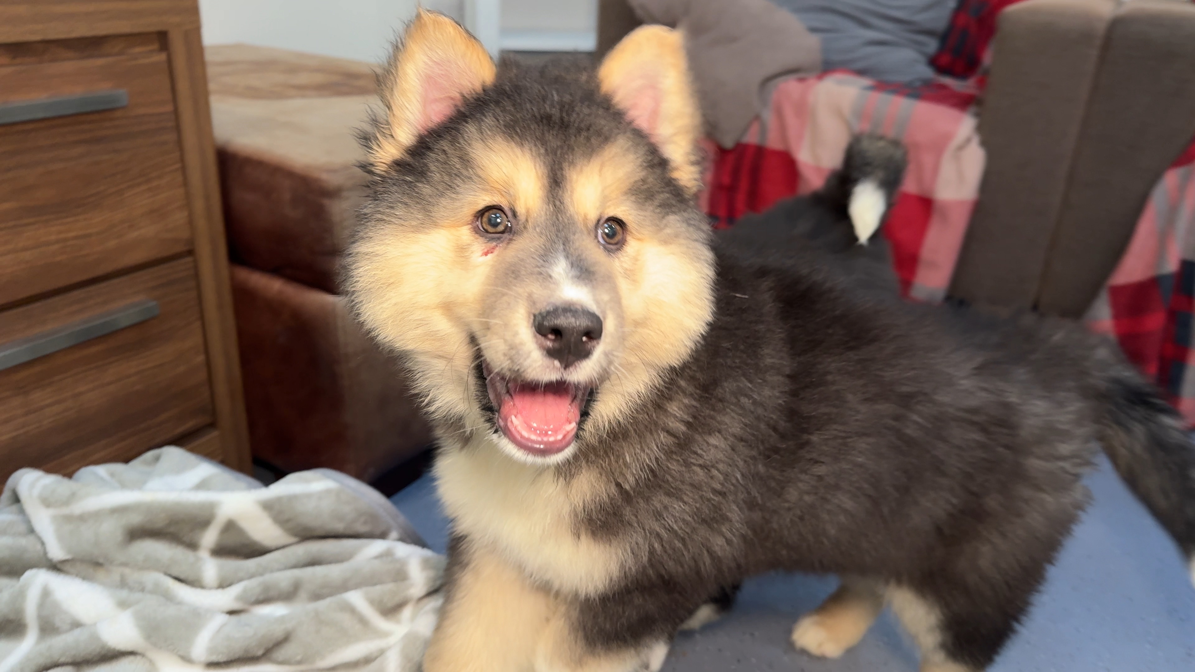 Dogs Trust West Midlands: 14 loving dogs seeking forever homes