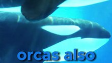 Orcas