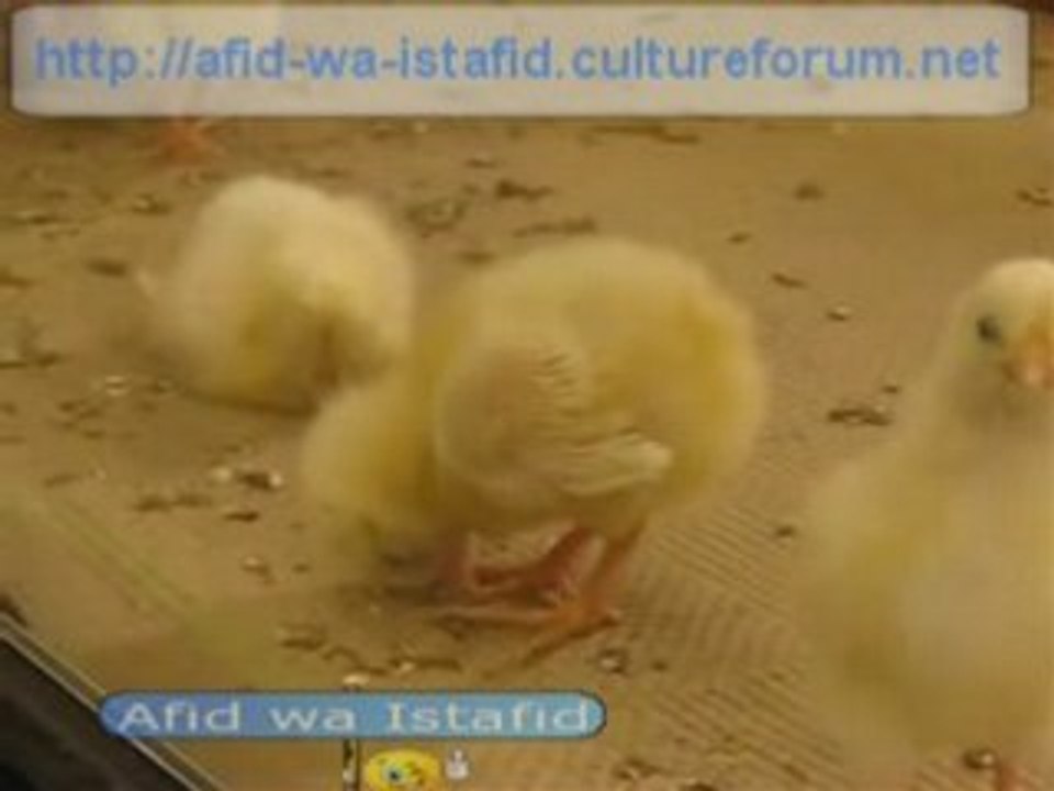Poussin qui veut faire dodo