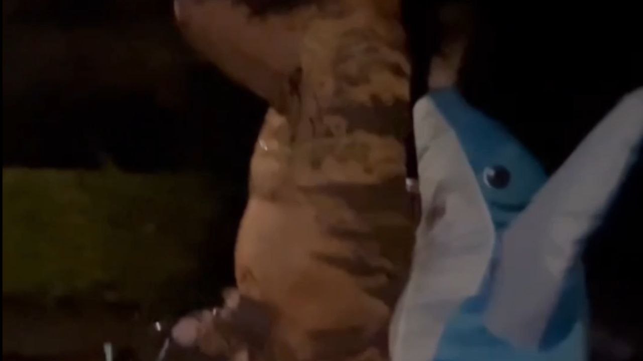 Shark and dinosaur leave Halloween party on a bike together