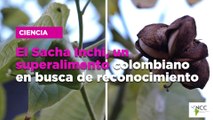 El Sacha Inchi, un superalimento colombiano en busca de reconocimiento