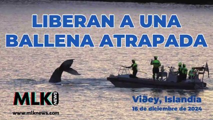 Tras un día de operación, los equipos de rescate liberan a una ballena atrapada en Islandia.