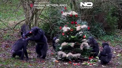 Paesi Bassi, il Natale nello zoo di Arnhem