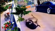 Leopard_attack_on_dog_🐕#trending_#animals_#trendingshorts_#wildanimals_#search_#dog_#viralvideo(720p)