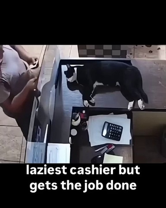 🐱 Welcome to the ultimate feline frenzy! In this purr-fectly curated video