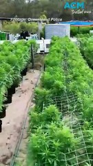 Multi-million-dollar cannabis farms uncovered in Queensland