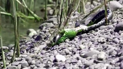 When the snake catches the frog | সাপ যখন ব্যাঙ ধরে | Snake Video #snake #frog #animalfight #animallover #snakewar #snakefight