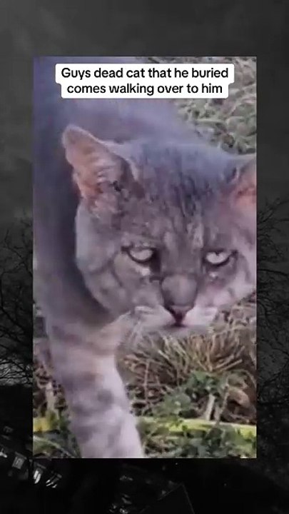 Shocking Paranormal Mystery You Can't Miss! #Horror #Mystery